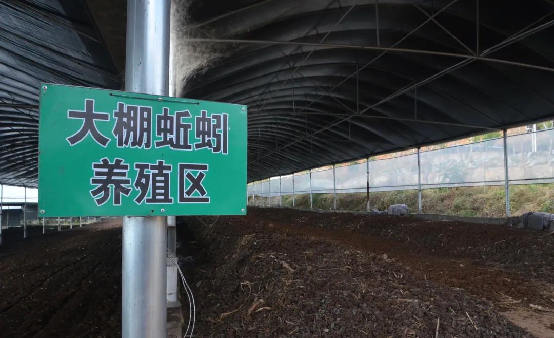 的凈工業除臭劑高效治理蚯蚓養殖惡臭異味大、牛糞味濃 .jpg 的凈工業除臭劑高效治理蚯蚓養殖惡臭異味大、牛糞味濃 .jpg