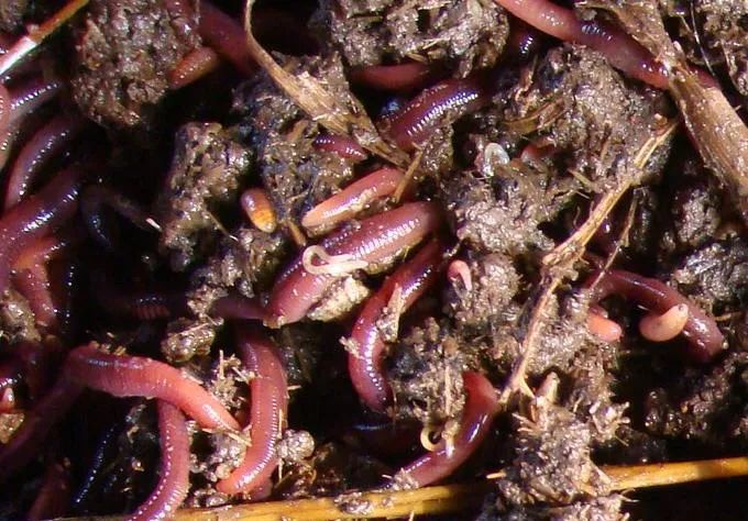 的凈工業除臭劑高效治理蚯蚓養殖惡臭異味大、牛糞味濃 .jpg 的凈工業除臭劑高效治理蚯蚓養殖惡臭異味大、牛糞味濃 .jpg