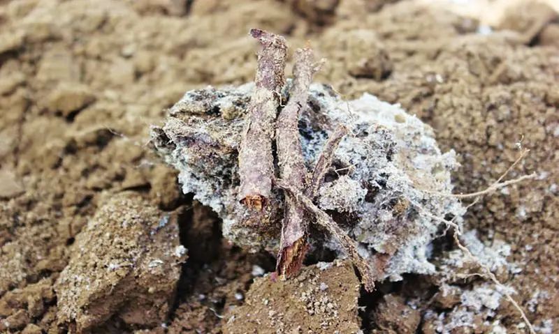 “農藥污染土壤” 潔匠凈化農藥除臭劑根源除臭顯優勢.jpg “農藥污染土壤” 潔匠凈化農藥除臭劑根源除臭顯優勢.jpg