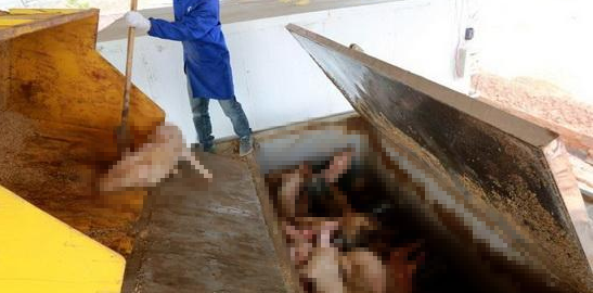 動物無害化處理廠,惡臭異味危害大,<a href='/' style='color: blue;' target='_blank'>工業除臭劑</a>起作用!.png 動物無害化處理廠,惡臭異味危害大,<a href='/' style='color: blue;' target='_blank'>工業除臭劑</a>起作用!.png